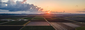 Bowen Gumlu Growers Association