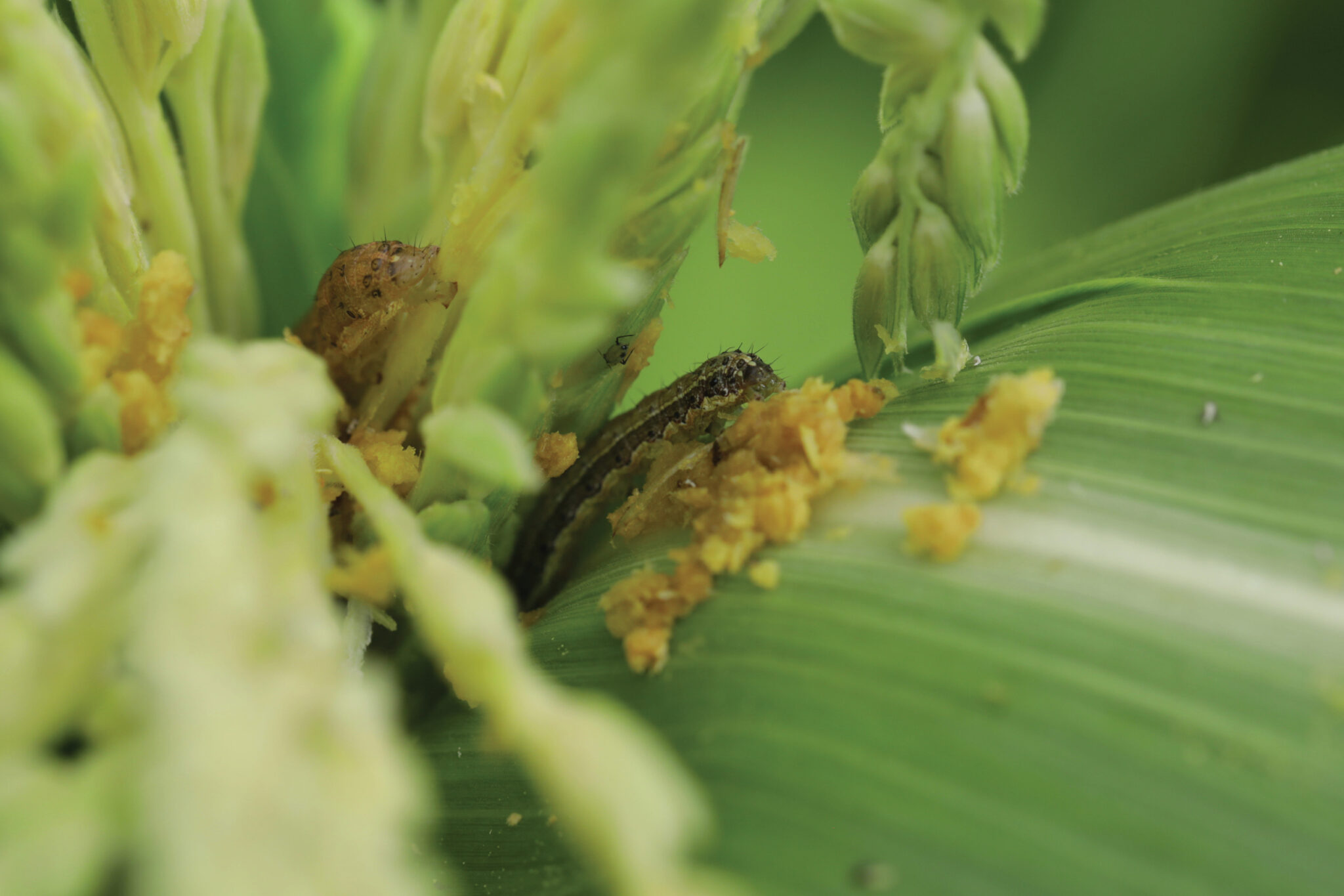 Fall armyworm identification and support